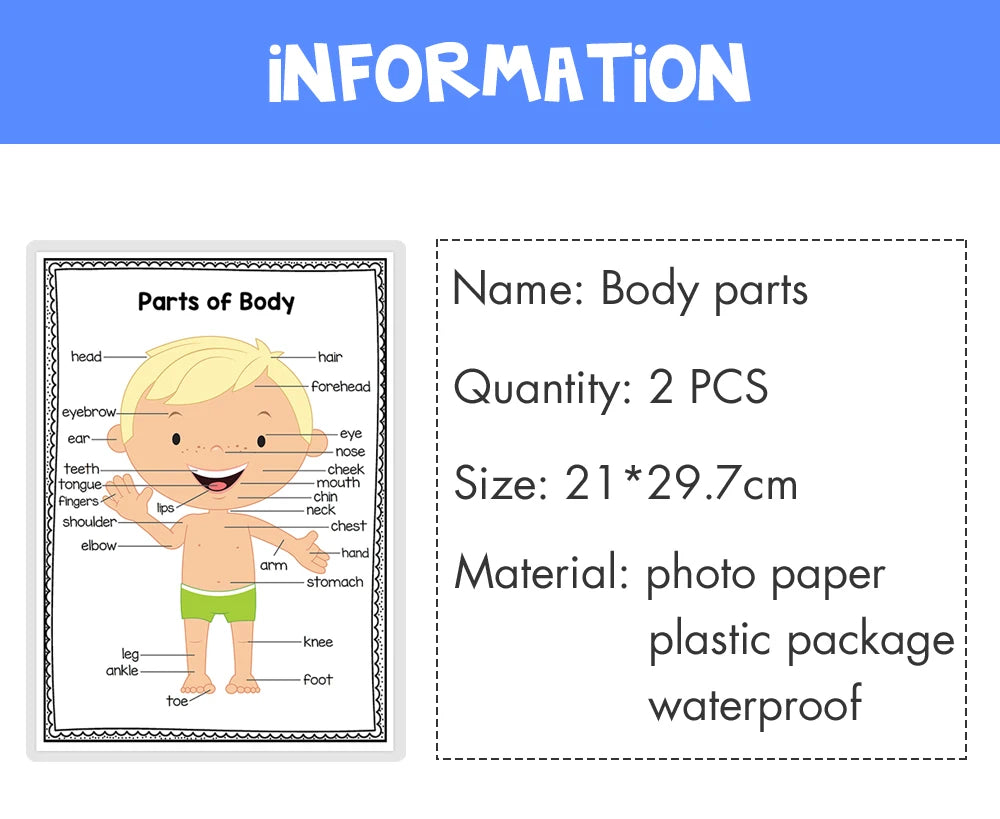 English Self-introduction Poster English Teaching Aids Classroom Decoration Educational Toys Learning Flashcard Montessori Toy - LearnPlay Labs