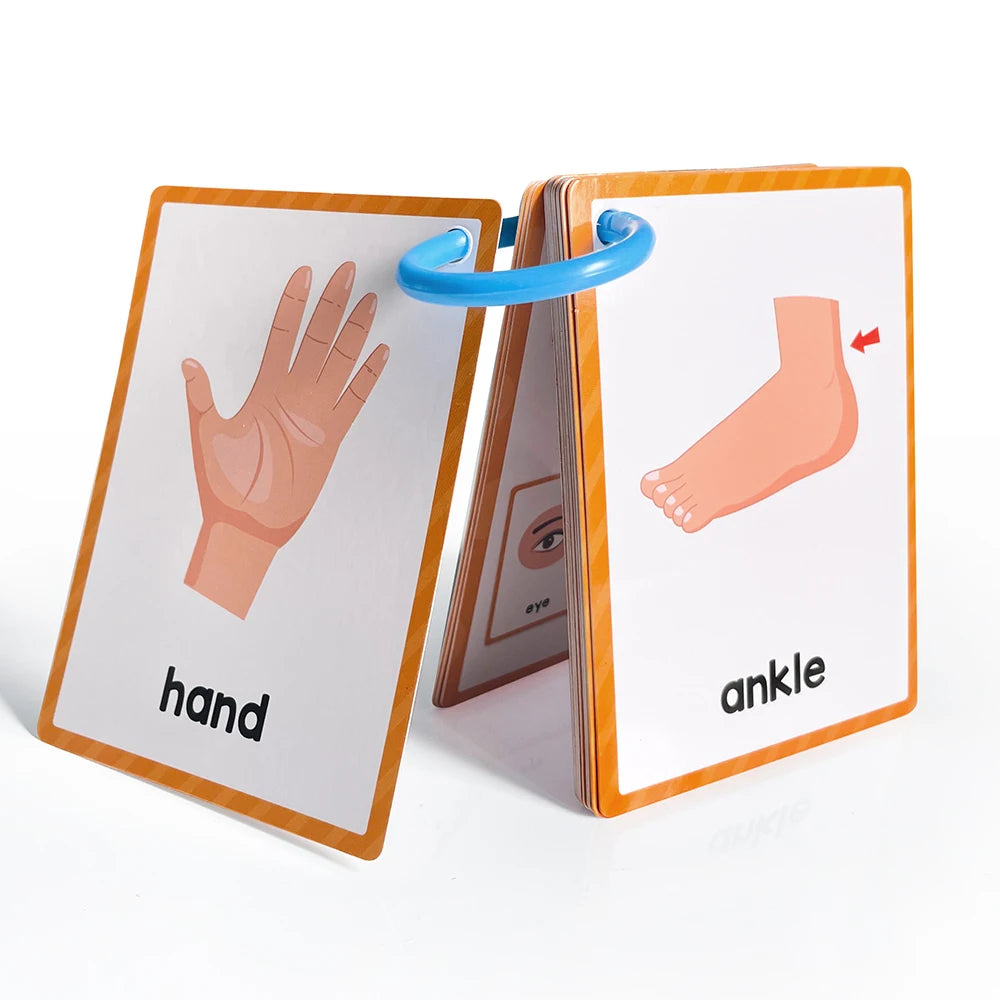 Kids Montessori English Words Learning Card Pocket Flashcards Early Educational Toys Classroom Supplies Teaching Aids - LearnPlay Labs