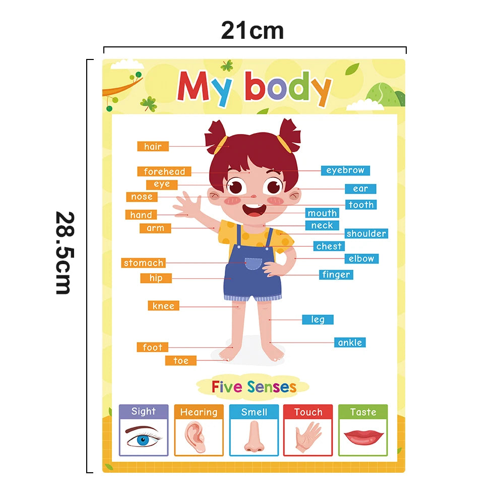 English Learning Poster Set Words Flashcards Educational Toys for Preschool Kids Classroom Decoration Teaching Aids Toys Gifts - LearnPlay Labs
