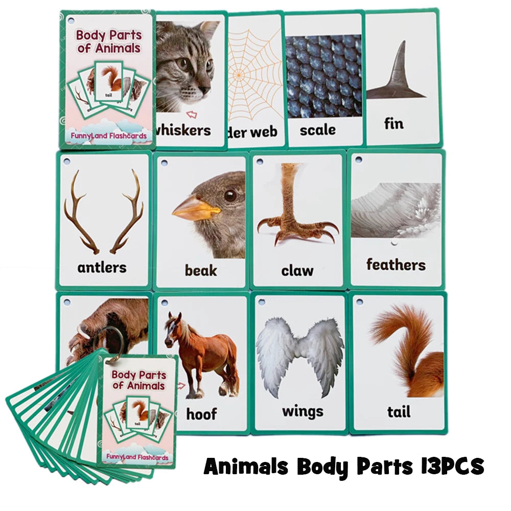 Body Parts Animal Cloth English Words Learing Flash Cards Educational Toys for Kids Early Educational Montessori Teaching Aids